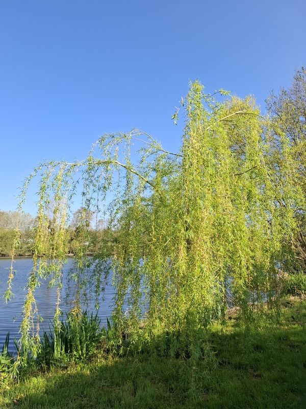 SAULE PLEUREUR