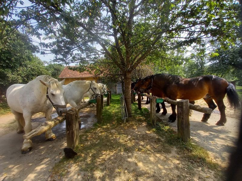 ARRIVEE A  LA MICHAUDIERE, LA FERME DU CHEVAL DE TRAIT