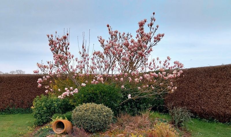LE MAGNOLIA DE MARIE
