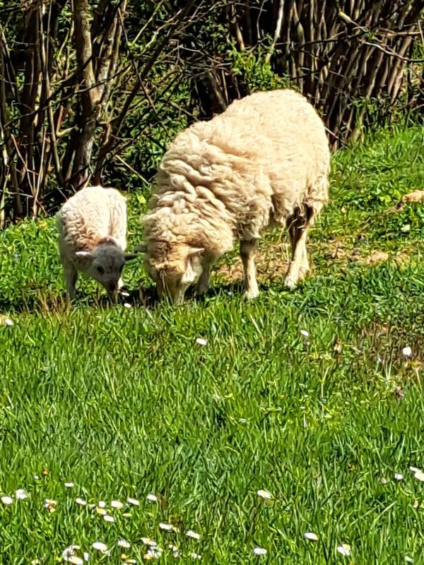 BEBE MOUTON ET SA MAMAN