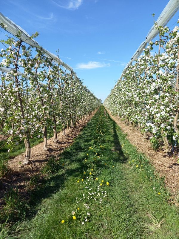 LES POMMIERS EN FLEURS 
