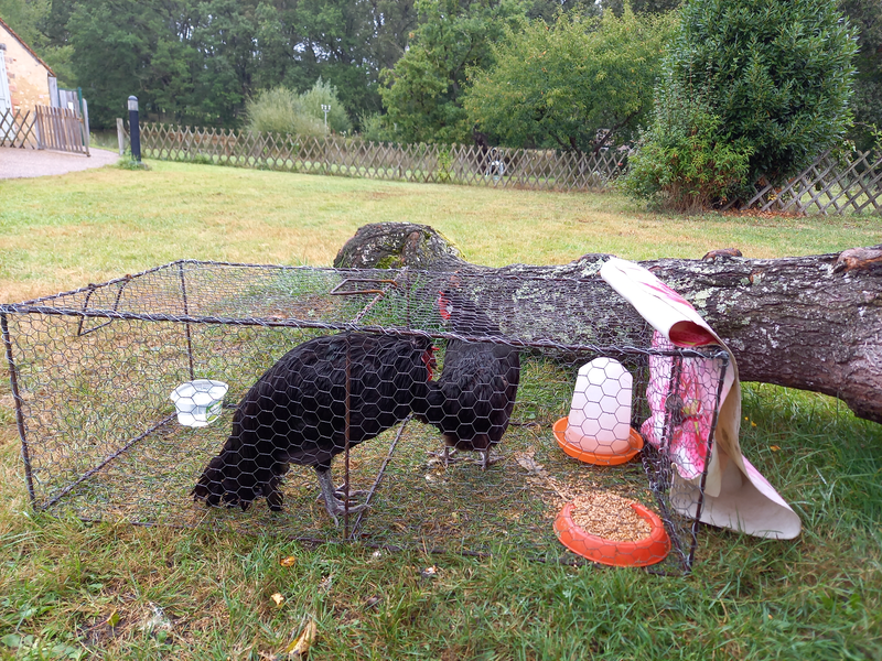 5-Poules de Mézeray