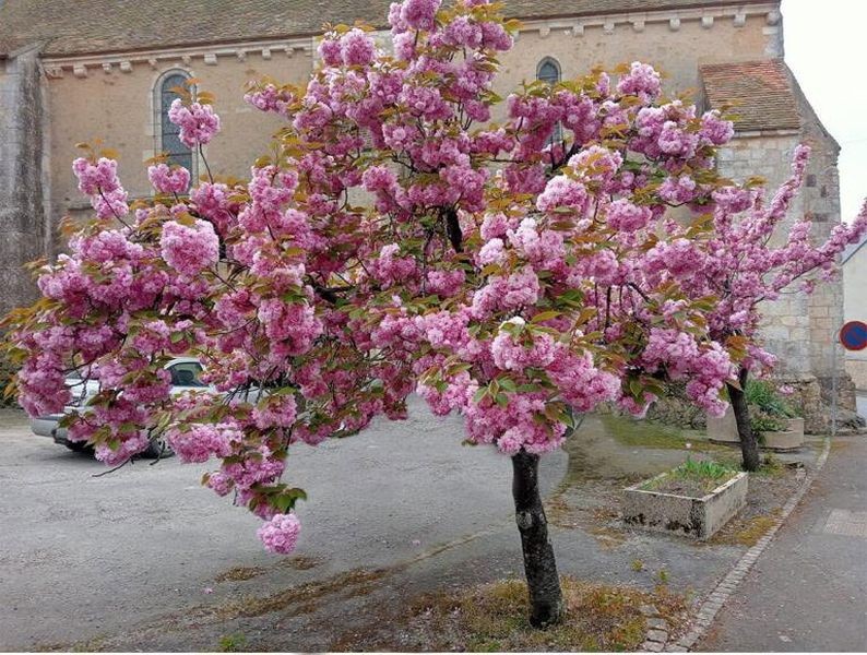 PRUNUS