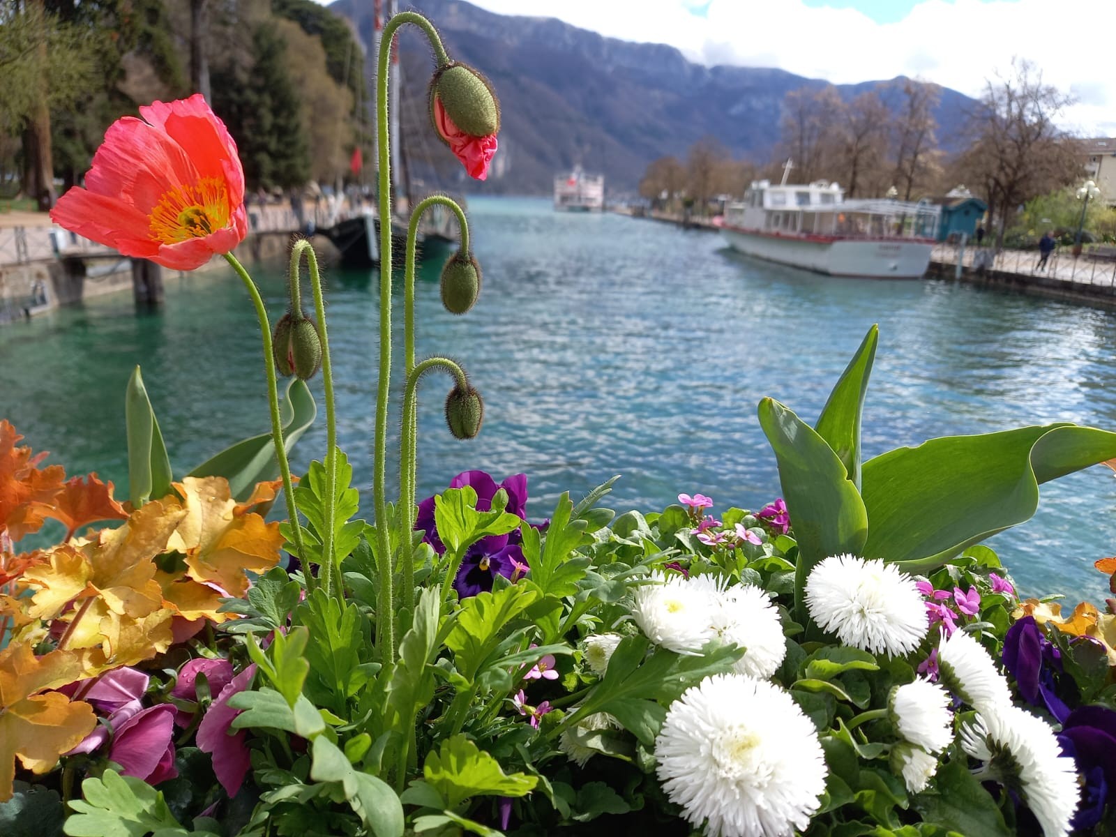 SUR LES BORDS FLEURIS D ANNECY 
