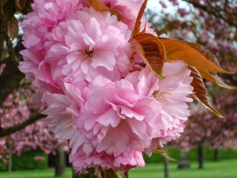 PRUNUS EN FLEUR