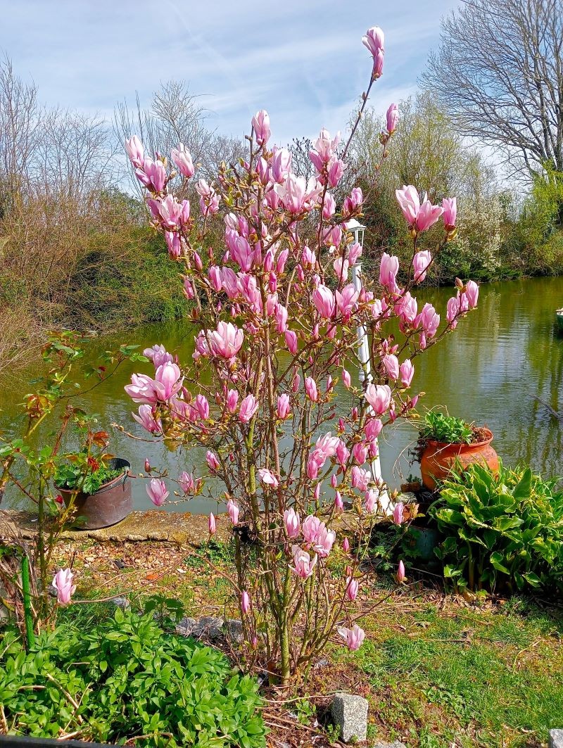 MAGNOLIA 