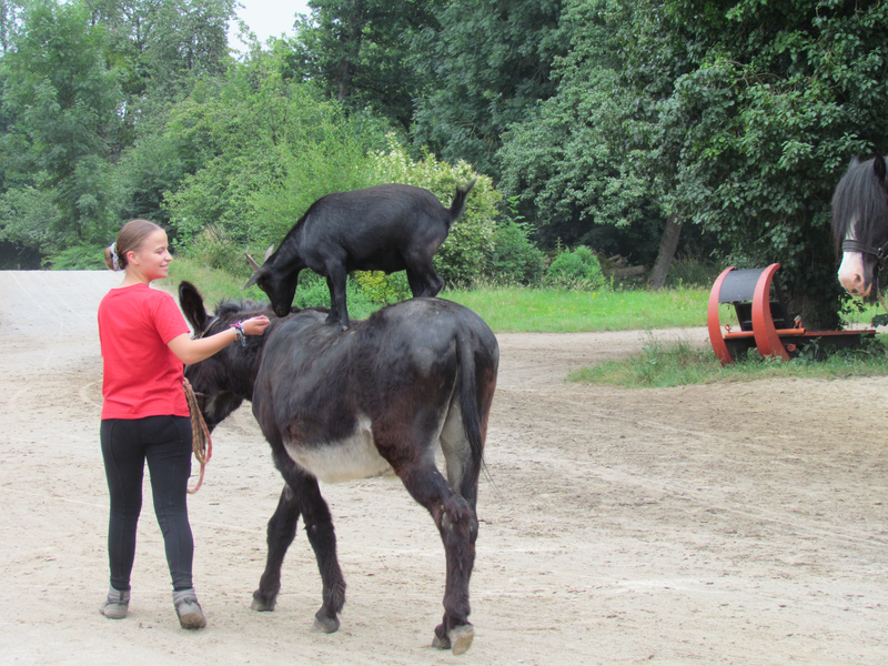 LE BODET CHEVAUCHE PAR LA CHEVRE