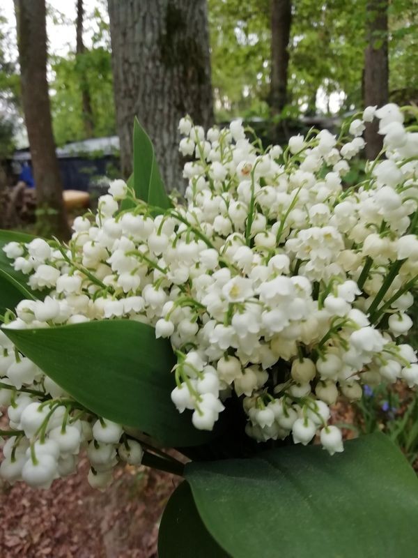 MUGUET