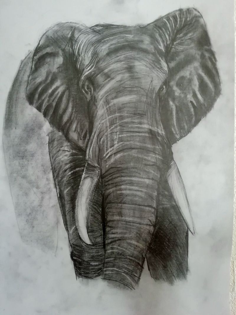 PORTRAIT D' ELEPHANT