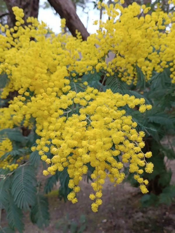 LE MIMOSA
