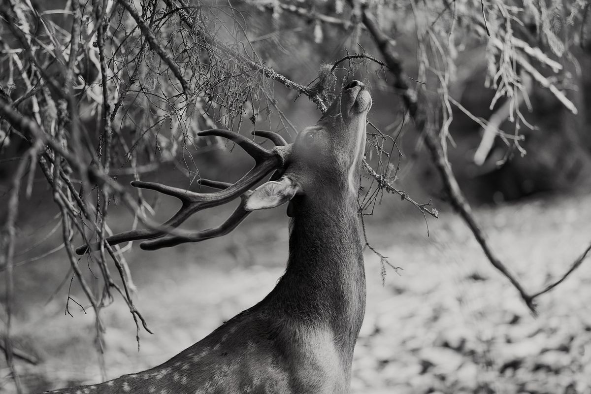 LE BRAME DU CERF