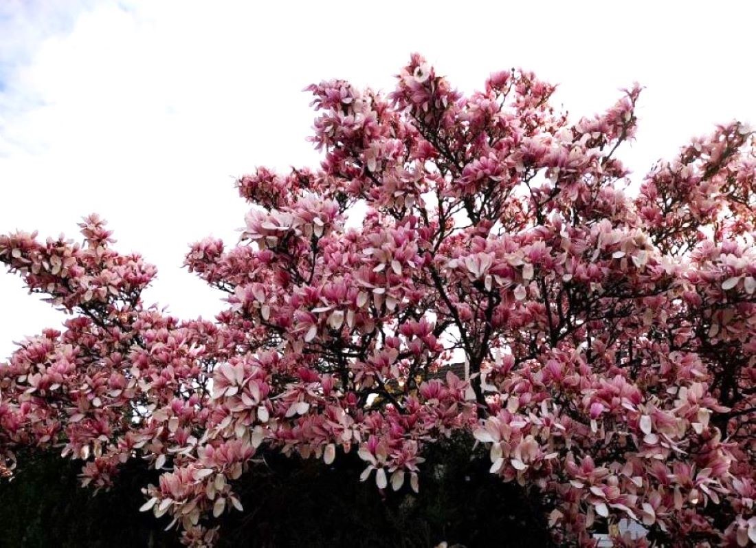MAGNOLIA