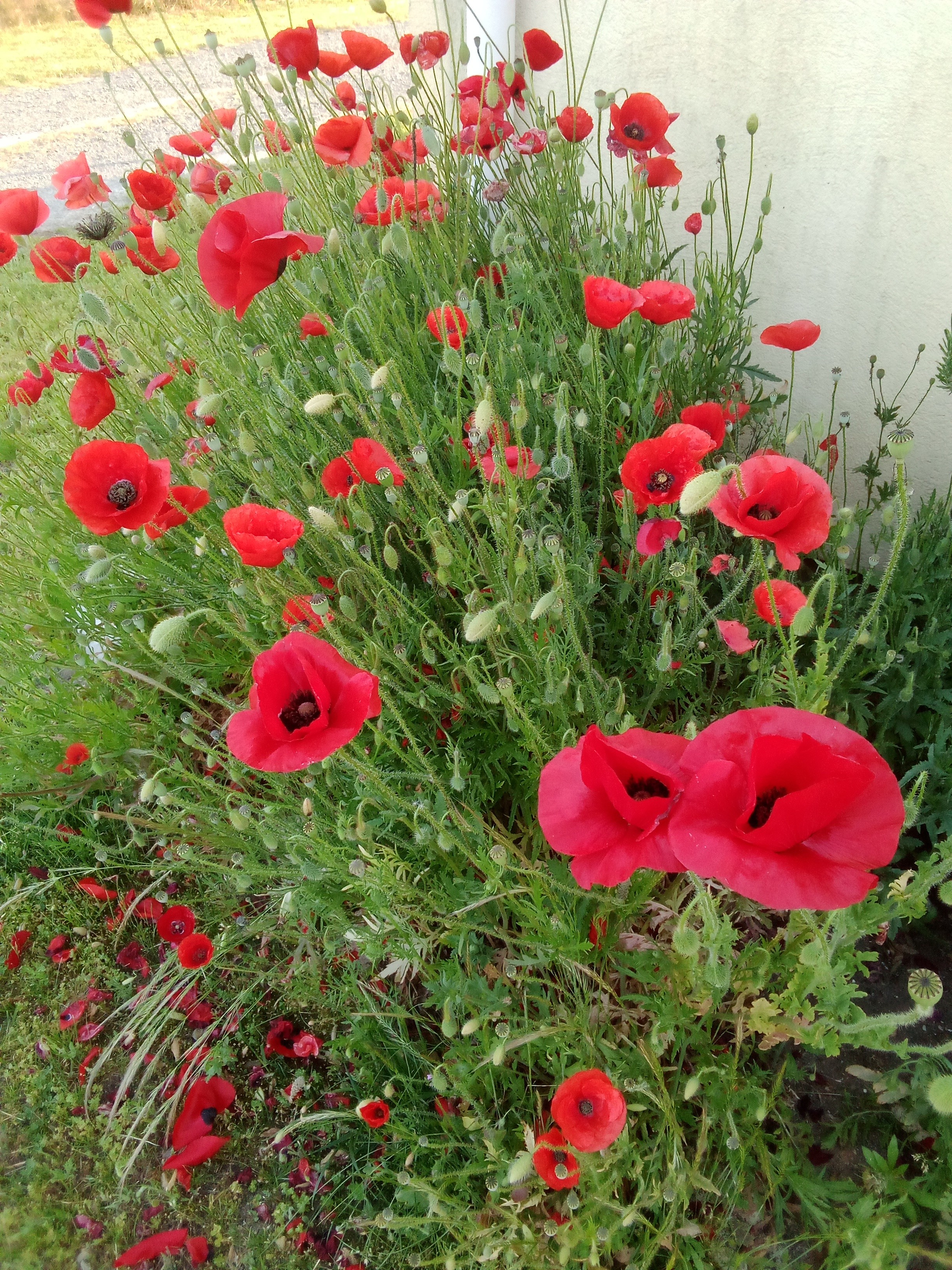 CHAMP DE COQUELICOT