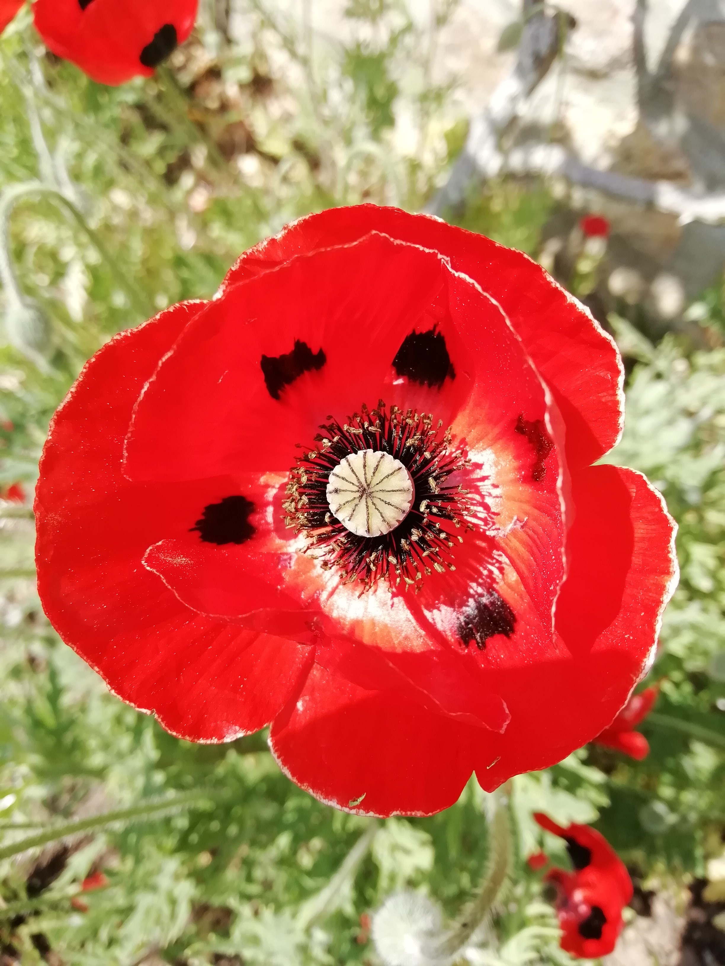 COQUELICOT