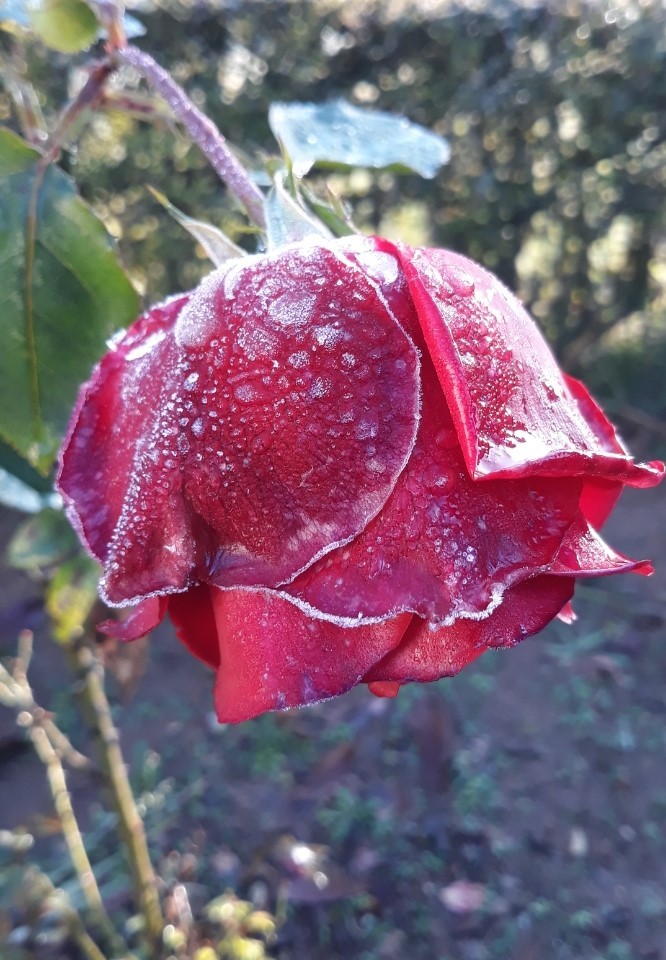 ROSE GIVREE