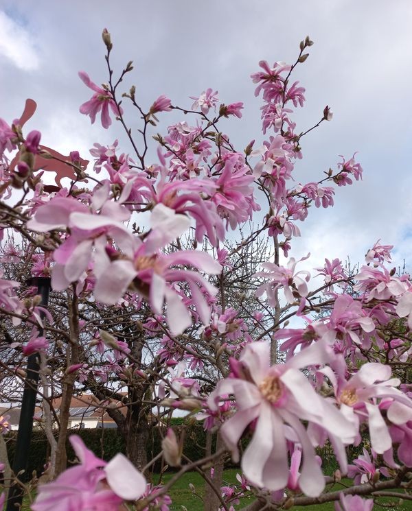 MAGNOLIA
